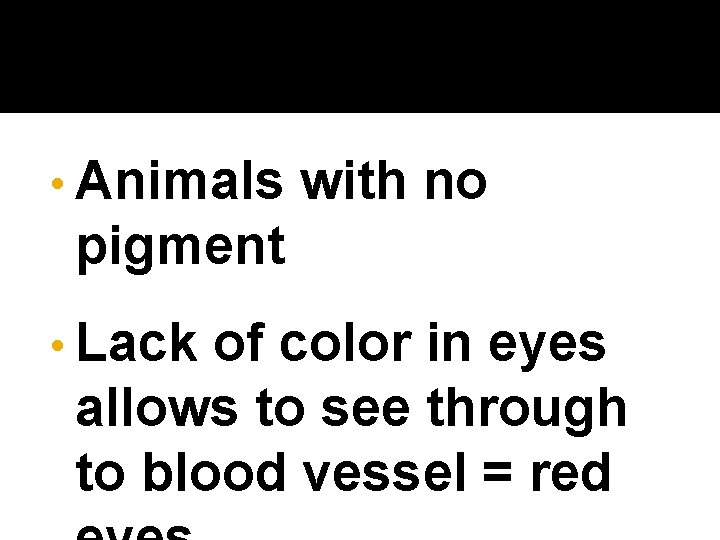  • Animals with no pigment • Lack of color in eyes allows to