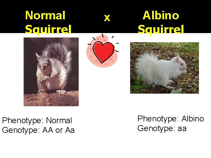 Normal Squirrel Phenotype: Normal Genotype: AA or Aa x Albino Squirrel Phenotype: Albino Genotype: