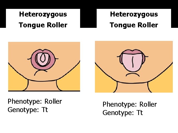 Heterozygous Tongue Roller Phenotype: Roller Genotype: Tt 