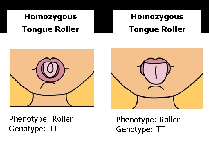 Homozygous Tongue Roller Phenotype: Roller Genotype: TT 