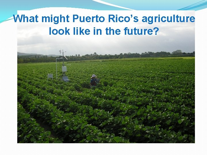 What might Puerto Rico’s agriculture look like in the future? 