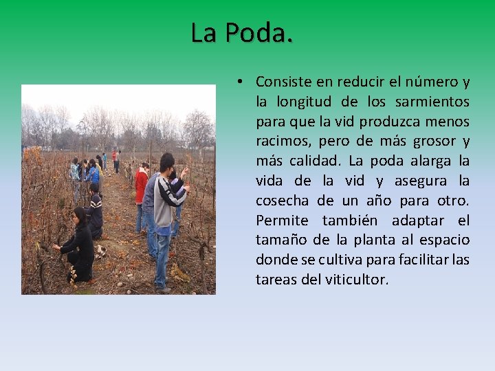 La Poda. • Consiste en reducir el número y la longitud de los sarmientos La Poda. • Consiste en reducir el número y la longitud de los sarmientos
