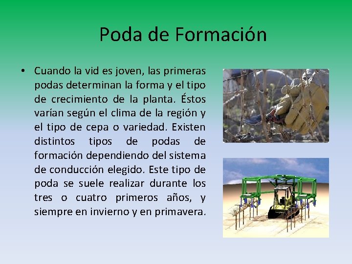 Poda de Formación • Cuando la vid es joven, las primeras podas determinan la Poda de Formación • Cuando la vid es joven, las primeras podas determinan la