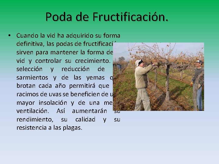 Poda de Fructificación. • Cuando la vid ha adquirido su forma definitiva, las podas Poda de Fructificación. • Cuando la vid ha adquirido su forma definitiva, las podas