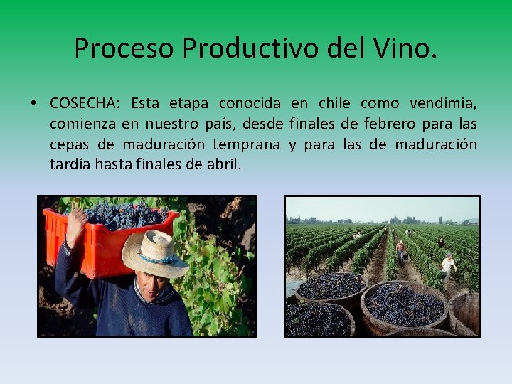 Proceso Productivo del Vino. • COSECHA: Esta etapa conocida en chile como vendimia, comienza Proceso Productivo del Vino. • COSECHA: Esta etapa conocida en chile como vendimia, comienza