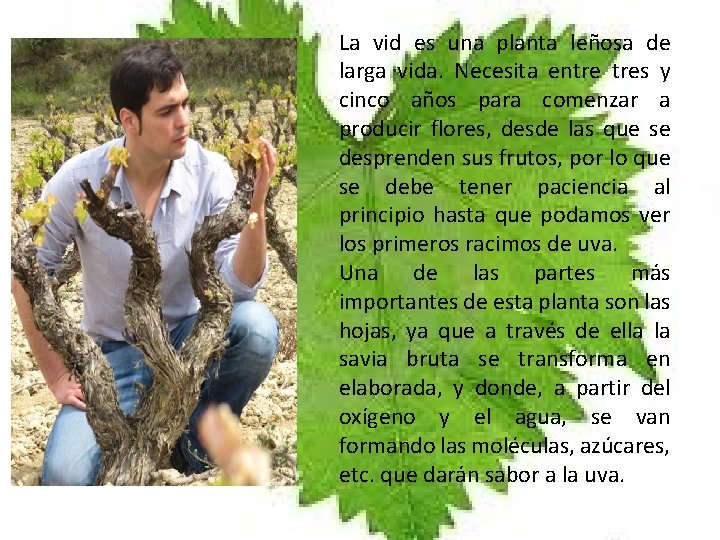 La vid es una planta leñosa de larga vida. Necesita entre tres y cinco La vid es una planta leñosa de larga vida. Necesita entre tres y cinco