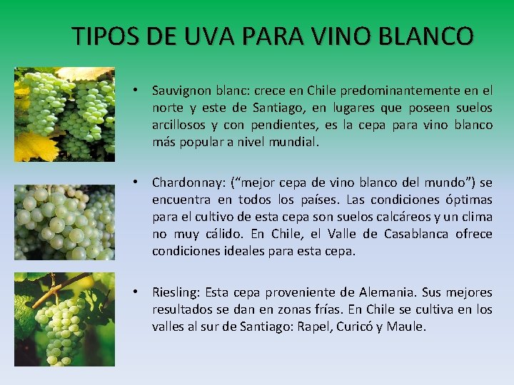 TIPOS DE UVA PARA VINO BLANCO • Sauvignon blanc: crece en Chile predominantemente en TIPOS DE UVA PARA VINO BLANCO • Sauvignon blanc: crece en Chile predominantemente en