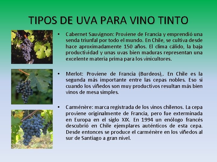 TIPOS DE UVA PARA VINO TINTO • Cabernet Sauvignon: Proviene de Francia y emprendió TIPOS DE UVA PARA VINO TINTO • Cabernet Sauvignon: Proviene de Francia y emprendió