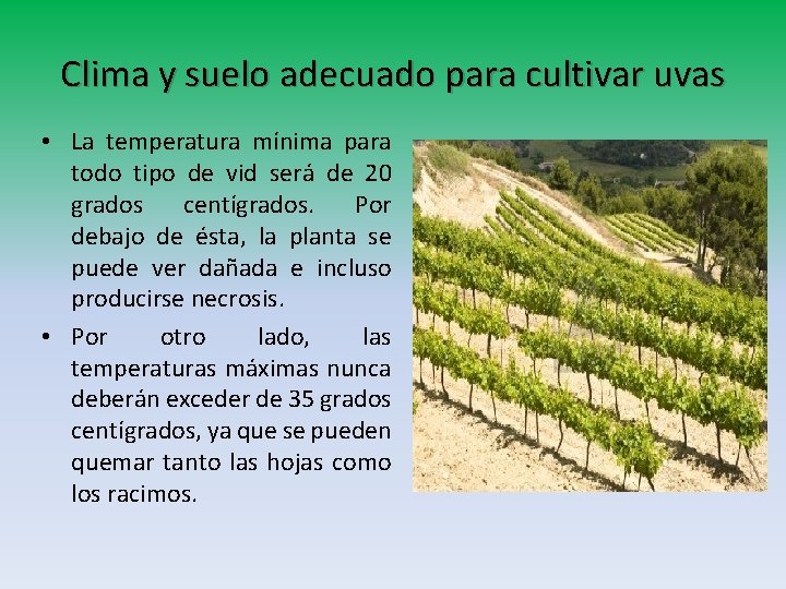 Clima y suelo adecuado para cultivar uvas • La temperatura mínima para todo tipo Clima y suelo adecuado para cultivar uvas • La temperatura mínima para todo tipo