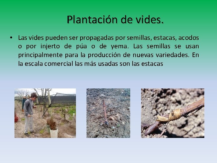 Plantación de vides. • Las vides pueden ser propagadas por semillas, estacas, acodos o Plantación de vides. • Las vides pueden ser propagadas por semillas, estacas, acodos o