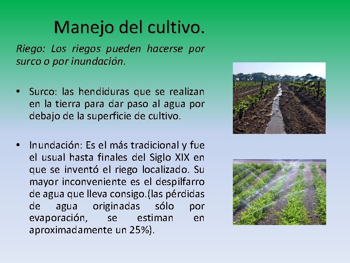 Manejo del cultivo. Riego: Los riegos pueden hacerse por surco o por inundación. • Manejo del cultivo. Riego: Los riegos pueden hacerse por surco o por inundación. •
