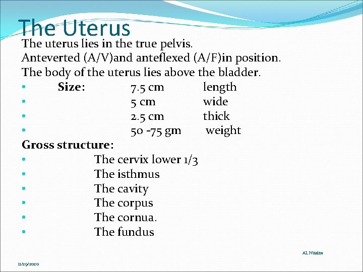 The Uterus The uterus lies in the true pelvis. Anteverted (A/V)and anteflexed (A/F)in position. The Uterus The uterus lies in the true pelvis. Anteverted (A/V)and anteflexed (A/F)in position.