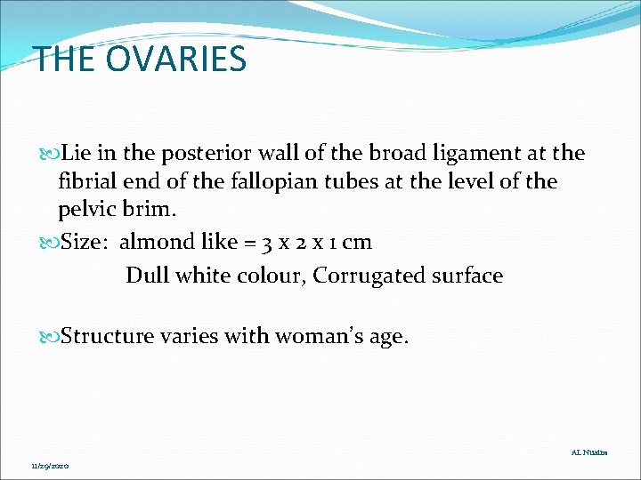 THE OVARIES Lie in the posterior wall of the broad ligament at the fibrial THE OVARIES Lie in the posterior wall of the broad ligament at the fibrial