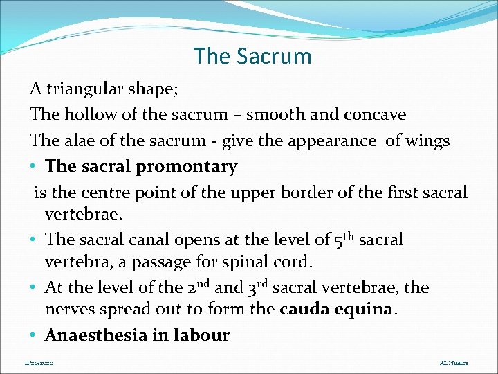 The Sacrum A triangular shape; The hollow of the sacrum – smooth and concave The Sacrum A triangular shape; The hollow of the sacrum – smooth and concave