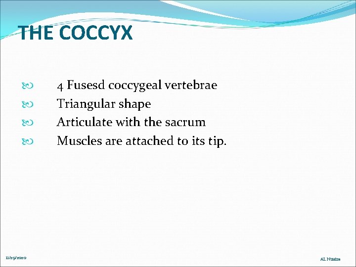 THE COCCYX 11/29/2020 4 Fusesd coccygeal vertebrae Triangular shape Articulate with the sacrum Muscles THE COCCYX 11/29/2020 4 Fusesd coccygeal vertebrae Triangular shape Articulate with the sacrum Muscles