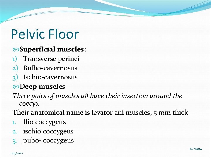 Pelvic Floor Superficial muscles: 1) Transverse perinei 2) Bulbo-cavernosus 3) Ischio-cavernosus Deep muscles Three Pelvic Floor Superficial muscles: 1) Transverse perinei 2) Bulbo-cavernosus 3) Ischio-cavernosus Deep muscles Three