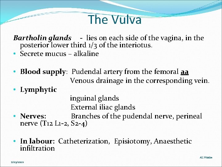 The Vulva Bartholin glands - lies on each side of the vagina, in the The Vulva Bartholin glands - lies on each side of the vagina, in the
