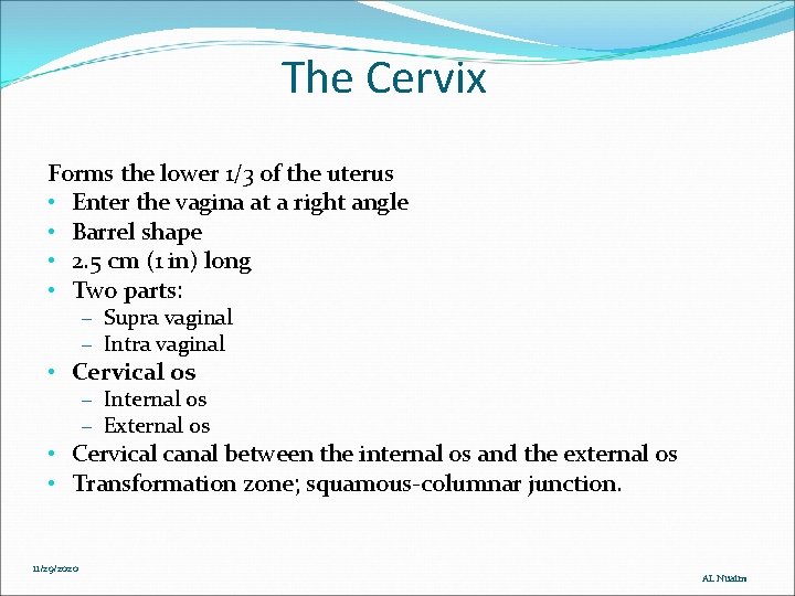 The Cervix Forms the lower 1/3 of the uterus • Enter the vagina at The Cervix Forms the lower 1/3 of the uterus • Enter the vagina at