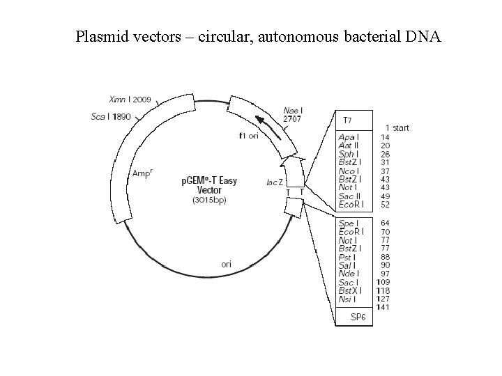 Plasmid vectors – circular, autonomous bacterial DNA 