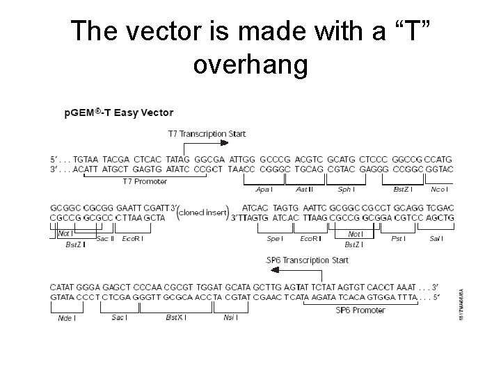 The vector is made with a “T” overhang 