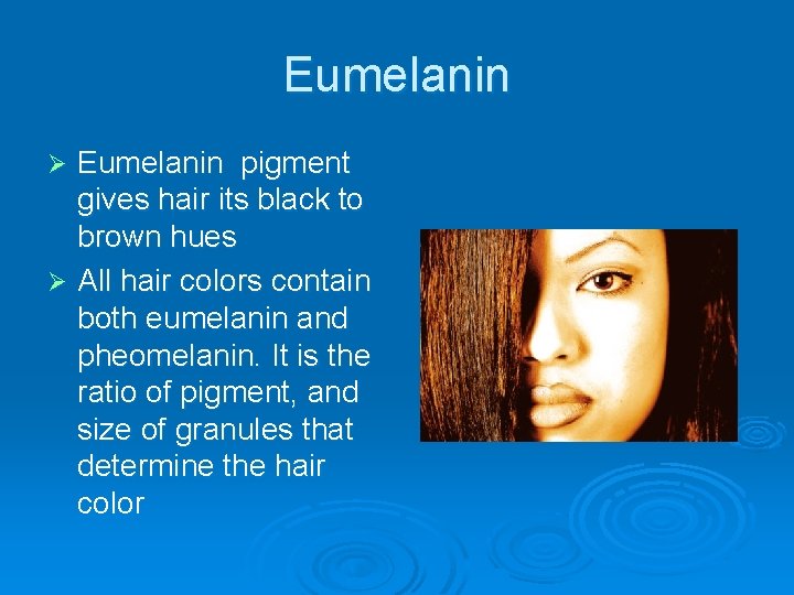 Eumelanin pigment gives hair its black to brown hues Ø All hair colors contain