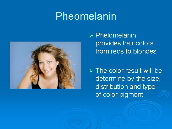 Pheomelanin Ø Phelomelanin provides hair colors from reds to blondes Ø The color result