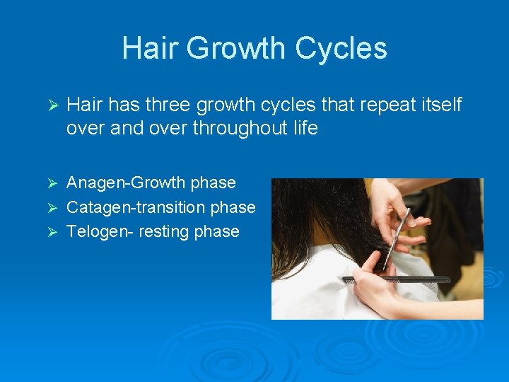 Hair Growth Cycles Ø Hair has three growth cycles that repeat itself over and