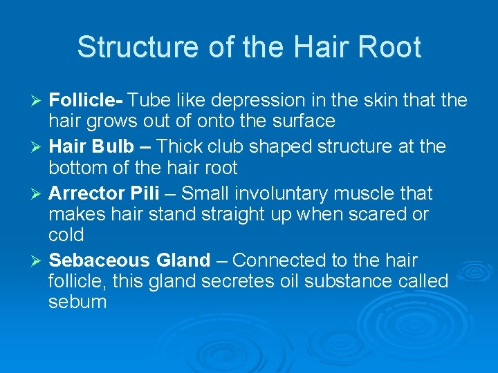 Structure of the Hair Root Follicle- Tube like depression in the skin that the