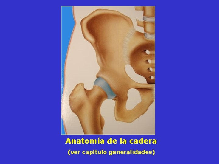 Anatomía de la cadera (ver capítulo generalidades) Anatomía de la cadera (ver capítulo generalidades)
