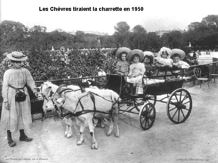 Les Chèvres tiraient la charrette en 1950 