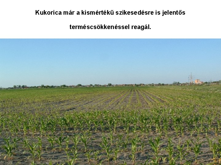 Kukorica már a kismértékű szikesedésre is jelentős terméscsökkenéssel reagál. 