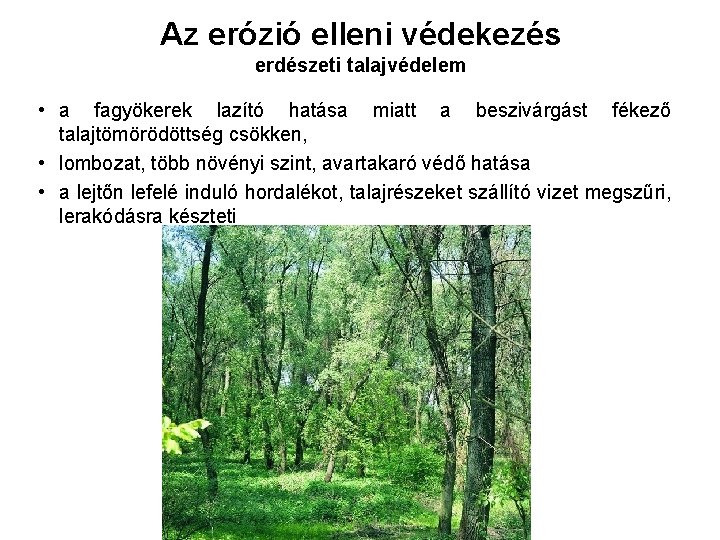 Az erózió elleni védekezés erdészeti talajvédelem • a fagyökerek lazító hatása miatt a beszivárgást