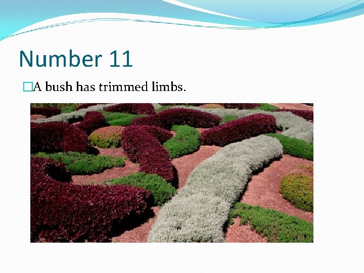 Number 11 �A bush has trimmed limbs. 