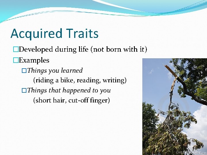 Acquired Traits �Developed during life (not born with it) �Examples �Things you learned (riding