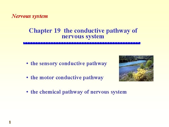 Nervous system Chapter 19 the conductive pathway of nervous system • the sensory conductive