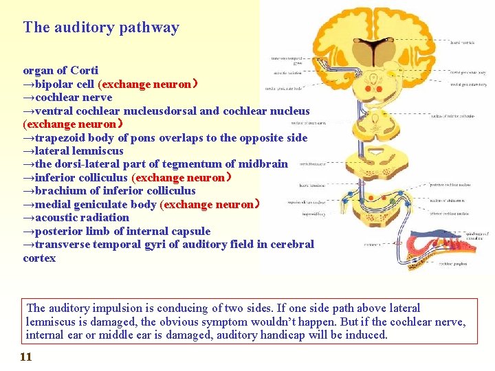 The auditory pathway organ of Corti →bipolar cell (exchange neuron） →cochlear nerve →ventral cochlear