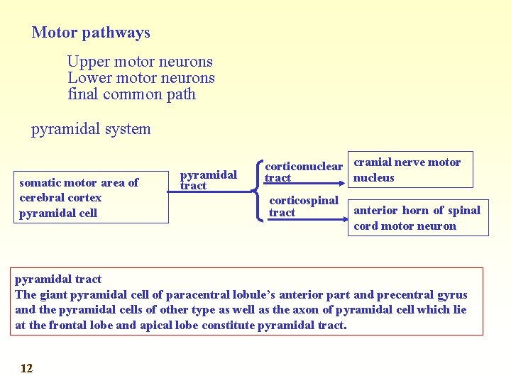 Motor pathways Upper motor neurons Lower motor neurons final common path pyramidal system somatic