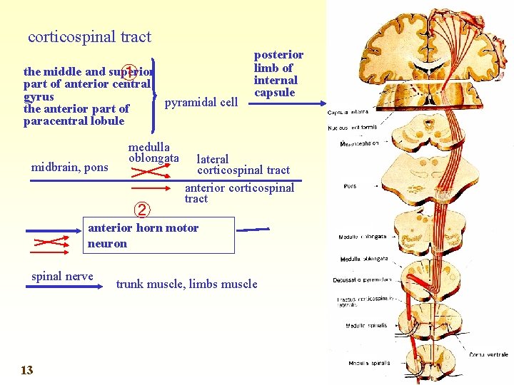 corticospinal tract the middle and superior ① part of anterior central gyrus pyramidal cell