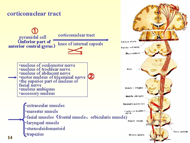 corticonuclear tract ① corticonuclear tract pyramidal cell （inferior part of knee of internal capsule