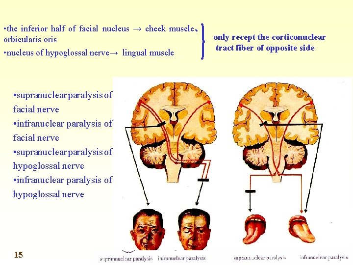  • the inferior half of facial nucleus → cheek muscle、 orbicularis oris •