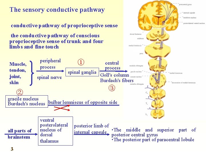 The sensory conductive pathway of proprioceptive sense the conductive pathway of conscious proprioceptive sense