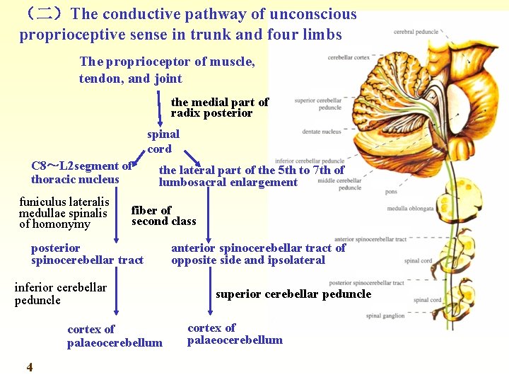 （二）The conductive pathway of unconscious proprioceptive sense in trunk and four limbs The proprioceptor