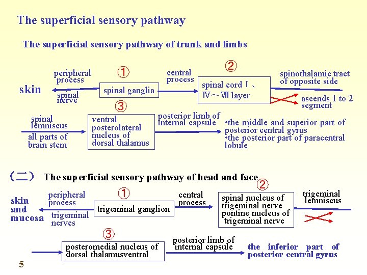 The superficial sensory pathway of trunk and limbs skin ① peripheral process spinal nerve