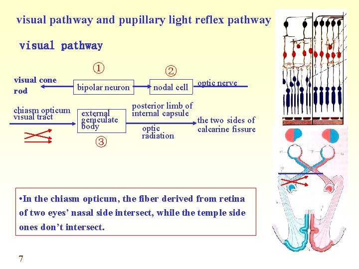 visual pathway and pupillary light reflex pathway visual pathway ① visual cone rod chiasm