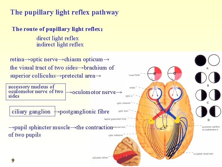 The pupillary light reflex pathway The route of pupillary light reflex： direct light reflex
