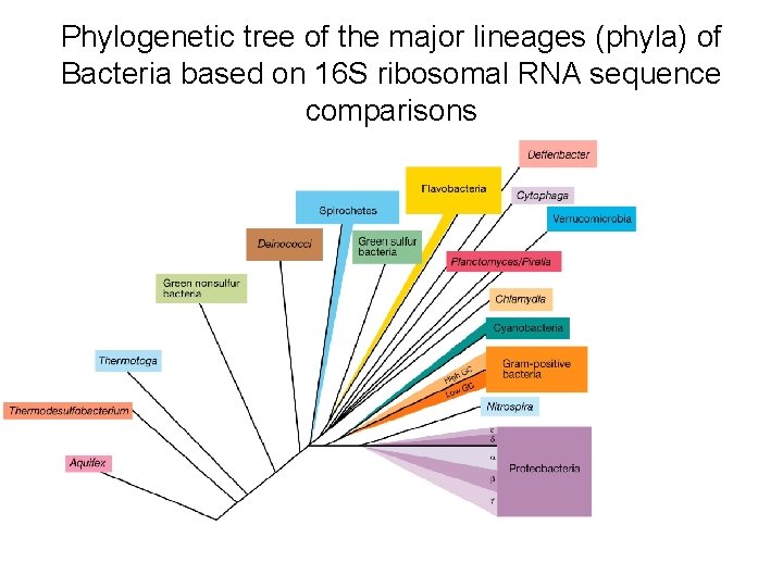 Phylogenetic tree of the major lineages (phyla) of Bacteria based on 16 S ribosomal