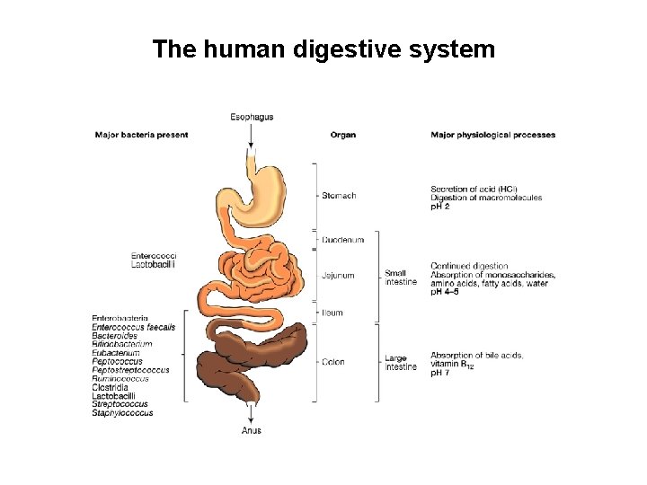 The human digestive system 