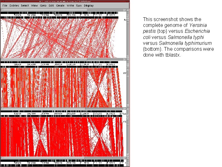 This screenshot shows the complete genome of Yersinia pestis (top) versus Escherichia coli versus