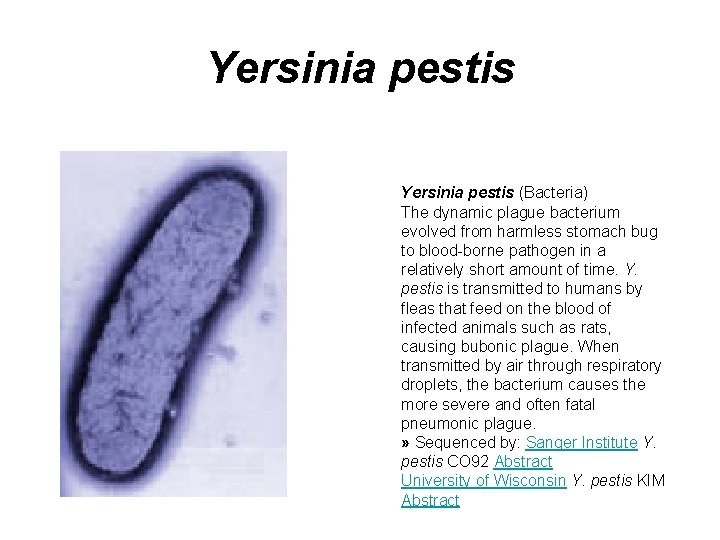 Yersinia pestis (Bacteria) The dynamic plague bacterium evolved from harmless stomach bug to blood-borne