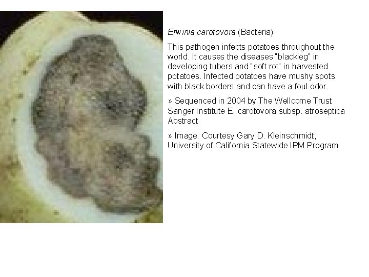 Erwinia carotovora (Bacteria) This pathogen infects potatoes throughout the world. It causes the diseases